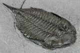 Dalmanites Trilobite Fossil - New York #99086-2